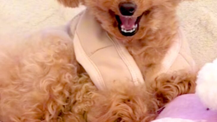 『お仕事行ってくるね』と犬に伝えた結果→『寂しがるかな』と思ったら…理想とはかけ離れた『態度』が10万再生「クワッて顔ｗｗ」「最高」(ブログ)