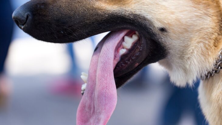 犬の『舌』で分かる健康状態5つ　体調不良を判断する方法やチェックポイントまで(ブログ)