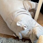 IKEAでなぜか一目惚れした『カバのぬいぐるみ』→まさかの『理由』が判明した瞬間に反響「どっちがどっち？」「兄弟みたい」「めちゃ可愛い」(ブログ)