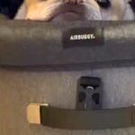 お出かけ帰り『カートから犬を降ろし忘れた』結果→振り返ると…哀愁漂う『まさかの表情』が24万再生「なんとも言えない顔ｗ」「愛おしすぎ」(ブログ)