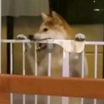 ママが居ないと思ってイタズラをする犬→突然ママが現れた結果…まさかの『表情の豹変』が200万再生「あ、終わった…の顔ｗ」「わかりやすｗ」(ブログ)