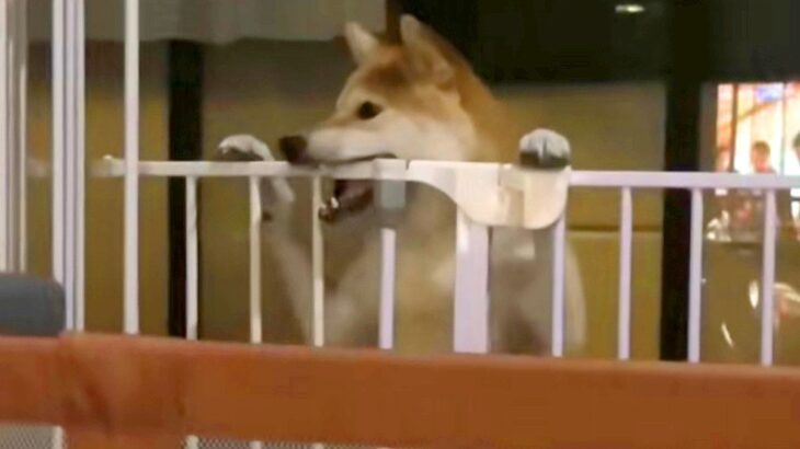 ママが居ないと思ってイタズラをする犬→突然ママが現れた結果…まさかの『表情の豹変』が200万再生「あ、終わった…の顔ｗ」「わかりやすｗ」(ブログ)