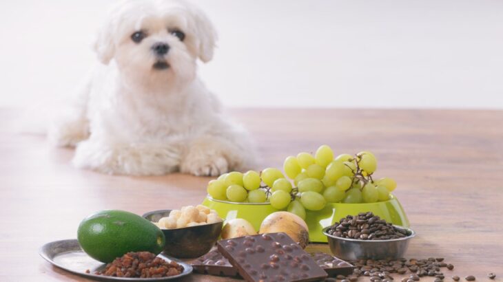 『小型犬を短命にする』絶対NG行為６選　今すぐに改善すべきことや飼い主の間違った認識まで(ブログ)