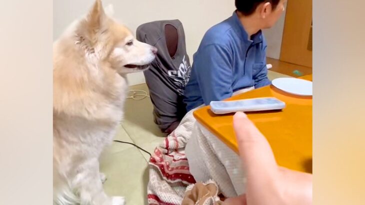 大型犬に『こっそりお父さんにちょっかいかけて』とお願いした結果→もはや人間のような光景が210万再生「ファスナーついてる？」「人間味ｗ」(ブログ)