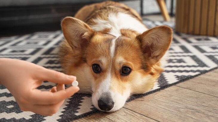 抗生物質なしでも大丈夫？愛犬の下痢治療で「80%の飼い主」が満足した理由とは？【最新研究を獣医が解説】(ブログ)