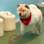 クッキーを貰ってはしゃぐ大型犬→うっかり落としてしまい…情報量が多い『まさかの展開』が17万再生「テンポよくて草」「スピード感えぐいｗ」(ブログ)