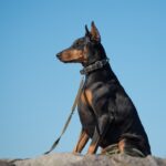 犬が『自信満々』なときにみせる行動4つ　愛犬のやる気を出させるために飼い主ができることまで(ブログ)