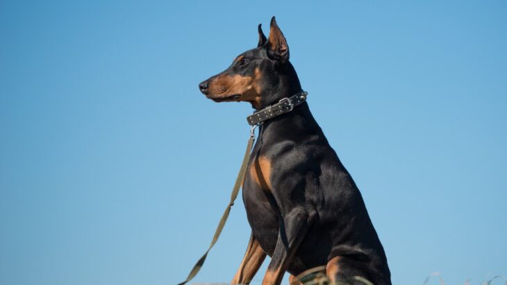 犬が『自信満々』なときにみせる行動4つ　愛犬のやる気を出させるために飼い主ができることまで(ブログ)