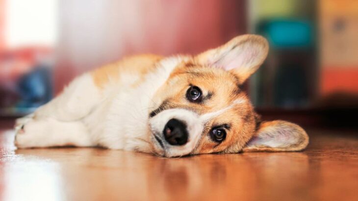 『愛情不足』になっている犬が見せる行動5選　孤独を感じているサインとは？(ブログ)