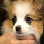 セールと書かれ『破格で売れ残っていた犬』を飼った結果…かけがえのない『8年間の記録』に思わず感動「大切な家族」「素敵…幸せだね」(ブログ)