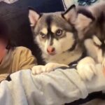 男の子と2匹の犬が『いないいないばあ』をした結果…とんでもなく可愛い光景に6万いいね集まる「何回も見ちゃった」「息ぴったりで賢すぎる」(ブログ)