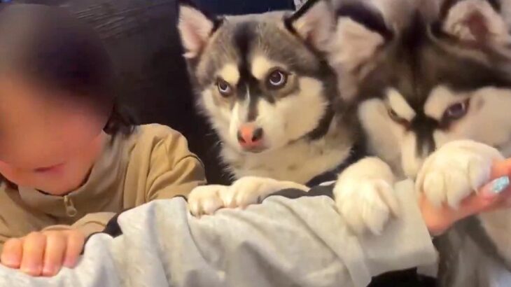 男の子と2匹の犬が『いないいないばあ』をした結果…とんでもなく可愛い光景に6万いいね集まる「何回も見ちゃった」「息ぴったりで賢すぎる」(ブログ)