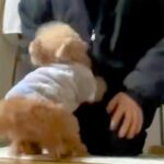 家に帰ると『12歳のおばあちゃん犬』が走ってきて…涙が出るほど愛おしい『おかえりなさい！』に絶賛の声「なんか泣けた」「疲れ吹き飛ぶ」(ブログ)