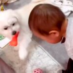 赤ちゃんが犬におもちゃを奪われ『ウソ泣き』をした結果…まるで『本当のお姉ちゃんのような光景』が52万再生「空気読んでるｗ」「優しい」(ブログ)