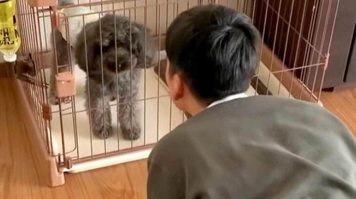 学校の友達と愛犬を会わせた結果→『謎のダンス』を踊り始め…まさかの『シンクロ』が286万再生「無理ｗｗ可愛いｗｗ」「前世から仲良し説」(ブログ)