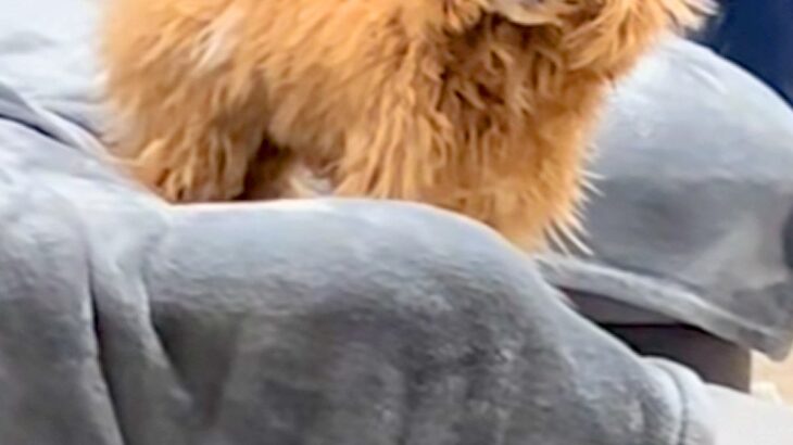 ソファにいる犬たちが『静電気』を身にまとってしまい…想像を超える『衝撃の髪型』になる光景が15万再生「宇宙人で草」「スーパーサイヤ人ｗ」(ブログ)