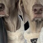 ペーパードライバーの母が運転する車に『2頭の大型犬』を乗せた結果→想定以上だった『表情の違い』が16万表示「ちゃんと分かってるｗｗ」(ブログ)