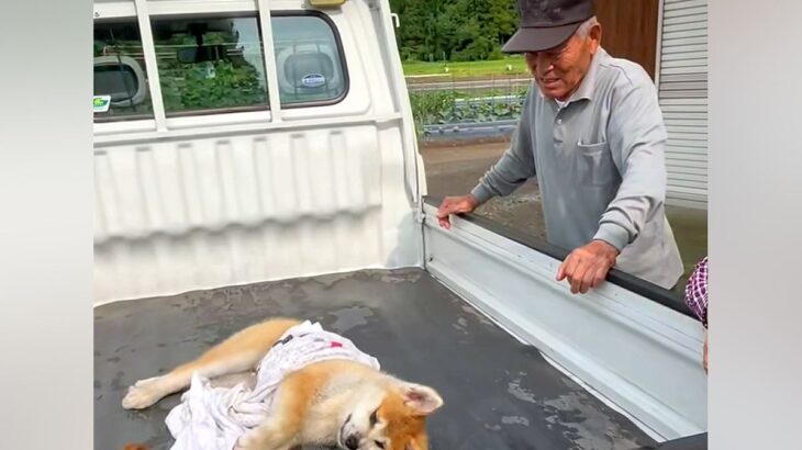 おじいちゃんの軽トラに乗って『天日干し』される秋田犬の子犬→可愛いが渋滞している光景が82万再生「なんて幸せ空間」「みんな可愛すぎる」(ブログ)