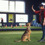 犬と関わることができる職業23選　犬好きが一度は憧れる仕事とは？必要な資格まで解説(ブログ)