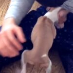 小さな体で一生懸命に生きていた『ガリガリの子犬』を飼った結果→９年後の『素敵すぎるビフォーアフター』に感動「幸せなお顔」「素晴らしい…」(ブログ)