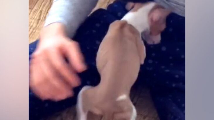 小さな体で一生懸命に生きていた『ガリガリの子犬』を飼った結果→９年後の『素敵すぎるビフォーアフター』に感動「幸せなお顔」「素晴らしい…」(ブログ)