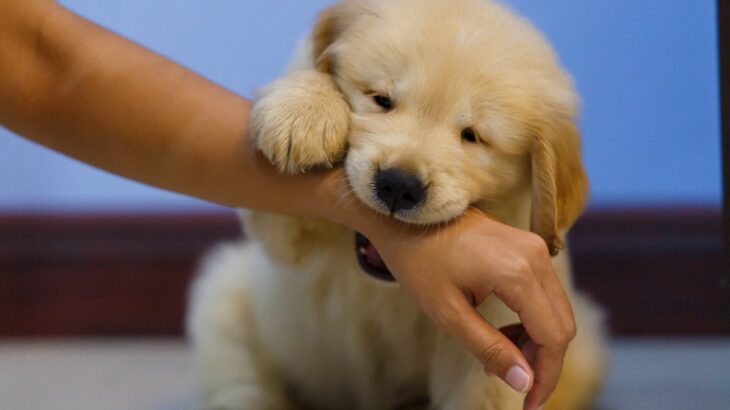 犬の『噛み癖』を放っておいてはいけない理由4選　問題行動を助長させる飼い主の行動まで(ブログ)