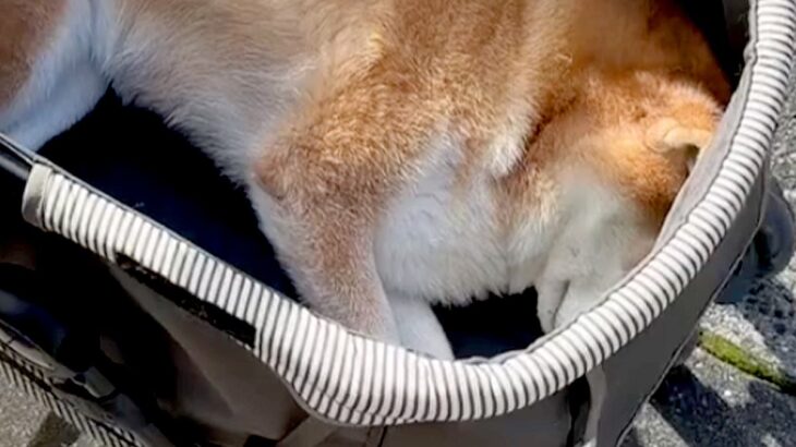 15歳の老犬が『これから病院に行く』と気付いてしまった結果→カートの中で見せた『絶望アピール』が65万再生「萎えてて草」「わかりやすｗ」(ブログ)