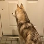 パパが『夜勤』に行ってしまったら、ハスキー犬が玄関で…『一緒に寝たい…寂しい』と訴える光景に反響「なんて健気」「パパ幸せ」「たまらん」(ブログ)