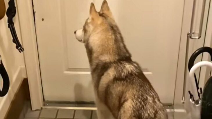 パパが『夜勤』に行ってしまったら、ハスキー犬が玄関で…『一緒に寝たい…寂しい』と訴える光景に反響「なんて健気」「パパ幸せ」「たまらん」(ブログ)