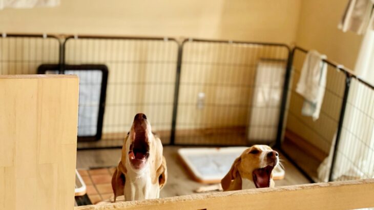 『犬の吠え方』でわかる心理5つ　要求吠えに対する飼い主の適切な対応まで解説(ブログ)