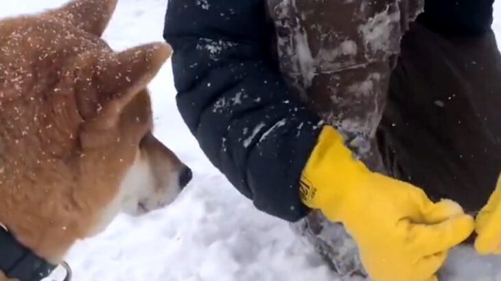 犬が雪に埋もれた草を食べようとしたら、休憩中の『除雪作業員』が…まさかの『神対応』が12万再生「在庫ｗｗ」「サービス精神旺盛」と絶賛続々(ブログ)