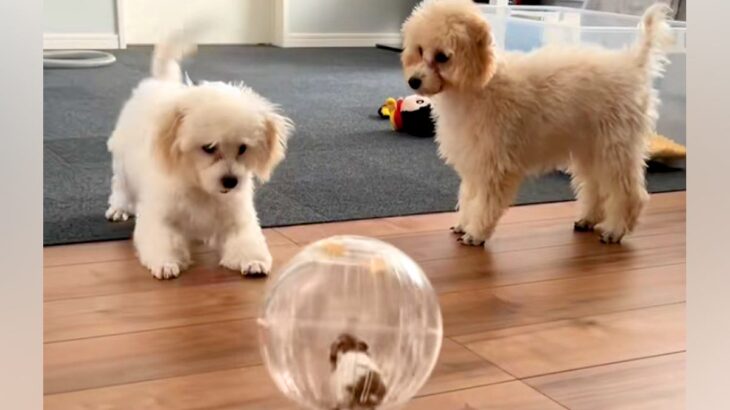 ハムスターを部屋の中でお散歩させた結果→2匹の犬が興味津々になり…『可愛すぎる大冒険』の一部始終が18万再生「未知との遭遇」「楽しそう」(ブログ)