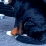 『行ってくるね』と超大型犬に伝えた結果→突然態度が変わって…仕事に行きたくなくなる『表情』が82万再生「無理！」「甘え声たまらん」と絶賛(ブログ)