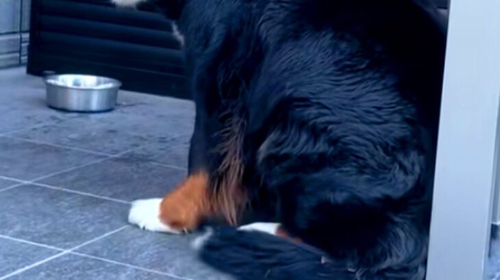 『行ってくるね』と超大型犬に伝えた結果→突然態度が変わって…仕事に行きたくなくなる『表情』が82万再生「無理！」「甘え声たまらん」と絶賛(ブログ)