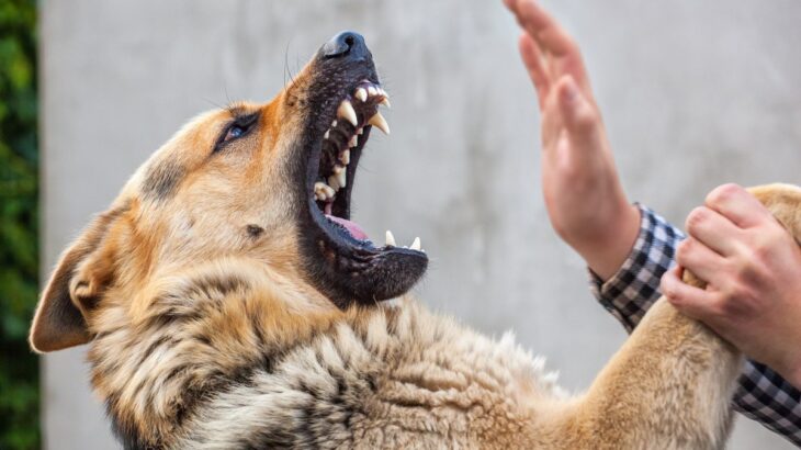 犬が『攻撃的になってしまう』理由6つ　飼い主や他人に噛みついてしまう場合のしつけ方法まで(ブログ)