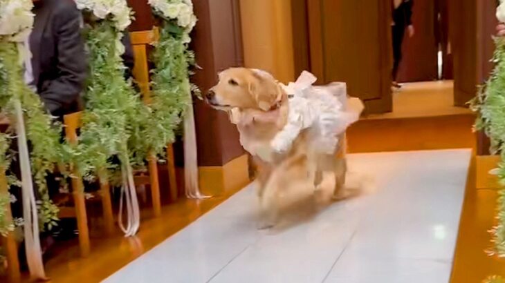 『リングドッグ』として登場した大型犬→元気よく出番を終えたと思ったら…まさかの展開が微笑ましすぎると27万再生「爆速w」「増えてて草」(ブログ)