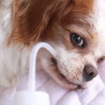 犬が『水を飲まなくなる』原因6つ　主な要因や水分不足を防ぐ方法まで(ブログ)