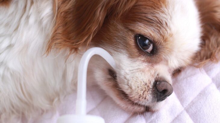 犬が『水を飲まなくなる』原因6つ　主な要因や水分不足を防ぐ方法まで(ブログ)
