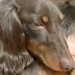 犬が『男の子の上で寝てしまった』結果→『嫌がるかな』と思ったら…意外な光景が愛おしいと8万再生の反響「まさに相思相愛」「幸せの極みすぎ」(ブログ)