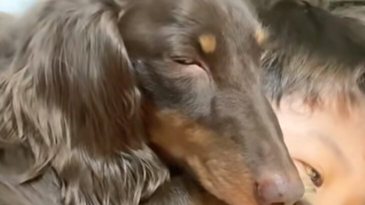 犬が『男の子の上で寝てしまった』結果→『嫌がるかな』と思ったら…意外な光景が愛おしいと8万再生の反響「まさに相思相愛」「幸せの極みすぎ」(ブログ)