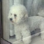 買い物に出かけ帰宅したら、窓から犬が見ていて…気付いた瞬間に見せた『おかえりなさいの儀式』が話題「乱舞」「真顔がおもしろ可愛いｗ」(ブログ)