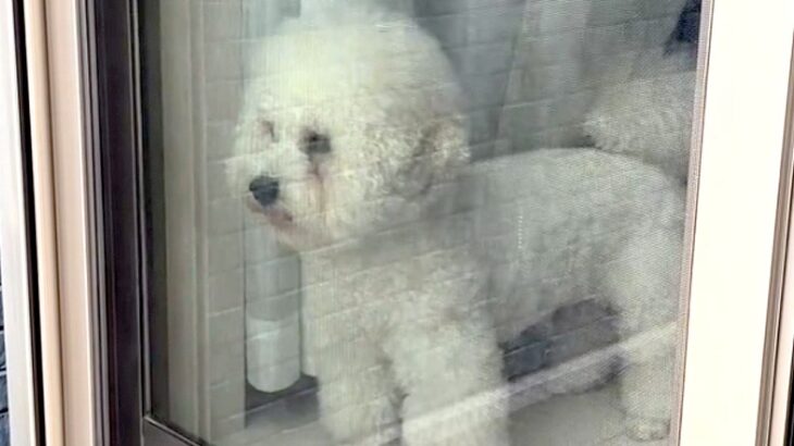 買い物に出かけ帰宅したら、窓から犬が見ていて…気付いた瞬間に見せた『おかえりなさいの儀式』が話題「乱舞」「真顔がおもしろ可愛いｗ」(ブログ)