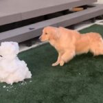 初めて『雪だるま』と対面した大型犬→思った以上にビビってしまい…恐る恐る近付いた結果に反響「雪だるまと闘ってるの草」「体伸びてて笑うｗ」(ブログ)