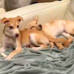 警戒心が強く、触らせてくれない2匹の元野犬→ソファにいたので近づいた結果…『心を開いた瞬間』が素敵すぎると40万再生「幸せそうなお顔…」(ブログ)
