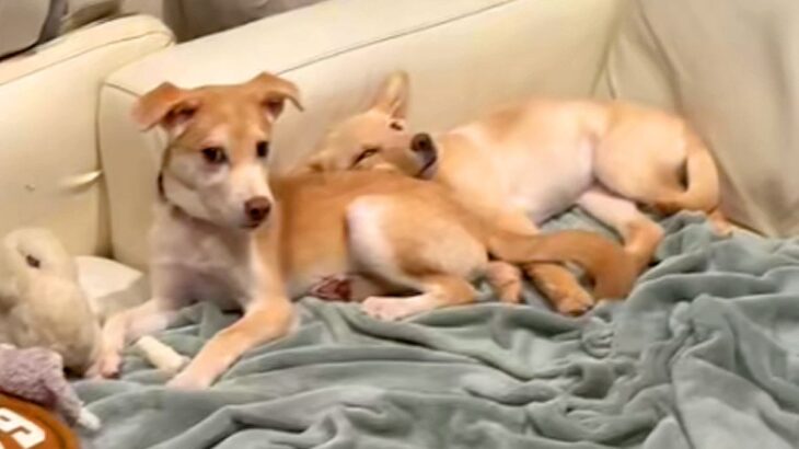 警戒心が強く、触らせてくれない2匹の元野犬→ソファにいたので近づいた結果…『心を開いた瞬間』が素敵すぎると40万再生「幸せそうなお顔…」(ブログ)