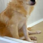 『3万5000円で売れ残っていた犬』切なく悲しい目をして…静かに座り込む光景が52万表示　現在の姿に「目に生気が」「本当良かった」と感動(ブログ)