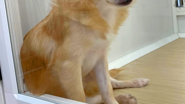 『3万5000円で売れ残っていた犬』切なく悲しい目をして…静かに座り込む光景が52万表示　現在の姿に「目に生気が」「本当良かった」と感動(ブログ)