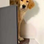 夜遅くに帰宅→眠っていた大型犬が『お出迎え』してくれて…愛を感じる『寝ぐせ』に反響「ボサボサで草」「寝ぼけ眼可愛すぎｗ」と２万再生(ブログ)