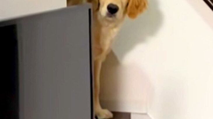 夜遅くに帰宅→眠っていた大型犬が『お出迎え』してくれて…愛を感じる『寝ぐせ』に反響「ボサボサで草」「寝ぼけ眼可愛すぎｗ」と２万再生(ブログ)