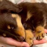 お店の裏でお昼寝していた『子犬』を飼った結果→おとなしいかなと思ったら…『まさかのギャップ』が32万再生「可愛い怪獣」「猫かぶってたｗ」(ブログ)